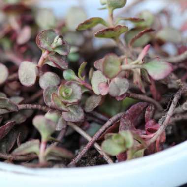 Sedum Spurium 'Voodoo'