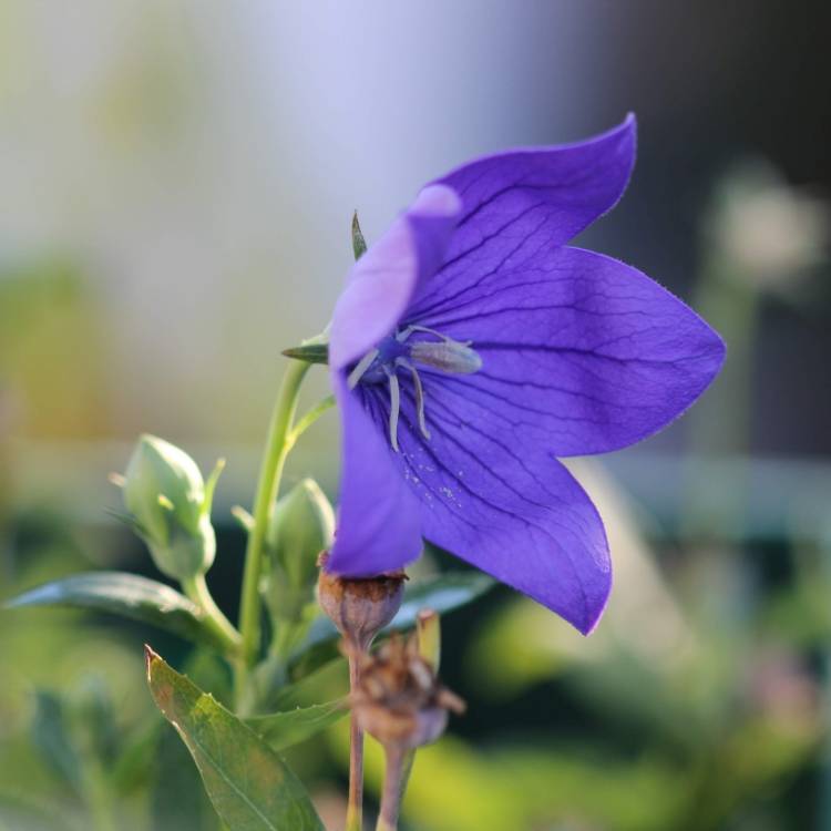 Plant image Platycodon grandiflorus 'Sentimental Blue' syn. Campanula grandiflora 'Sentimental Blue'