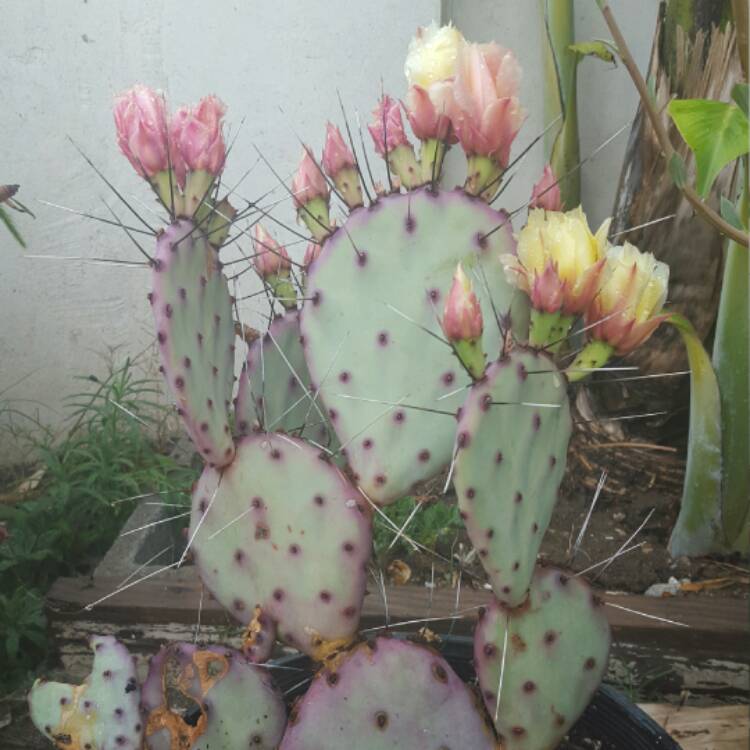 Plant image Opuntia gosseliniana var. 'Santa Rita'