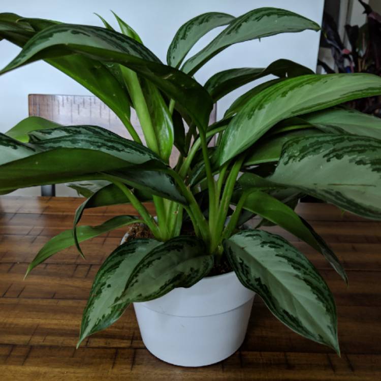 Plant image Aglaonema Silver Bay