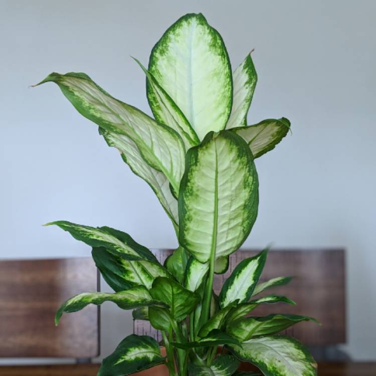 Plant image Dieffenbachia 'Camille'