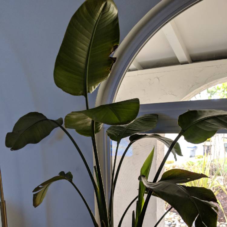 Plant image Strelitzia augusta