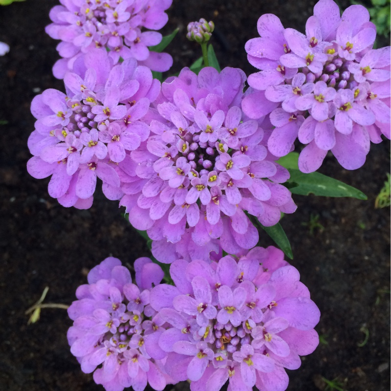 Plant image Iberis umbellata 'Dwarf Fairyland Mixed' (Mix)