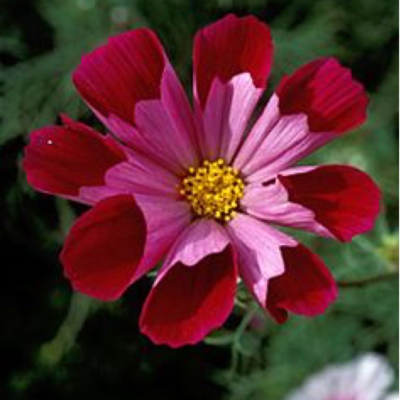 Plant image Cosmos Bipinnatus 'Pied Piper'