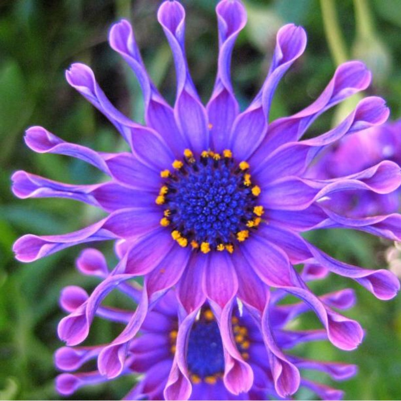 Osteospermum