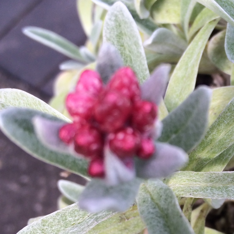 Plant image Helichrysum 'Ruby Cluster'