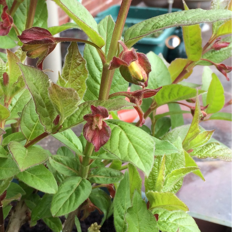 Plant image Lonicera involucrata var. ledebourii