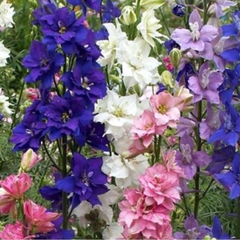 Plant image Delphinium Ajacis