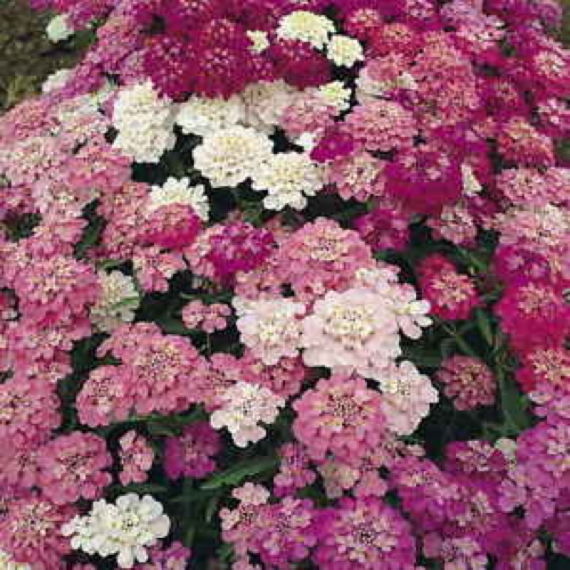 Plant image Iberis umbellata 'Dwarf Fairyland Mixed' (Mix)