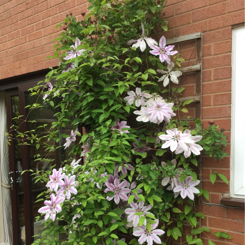 Clematis 'Nelly Moser'