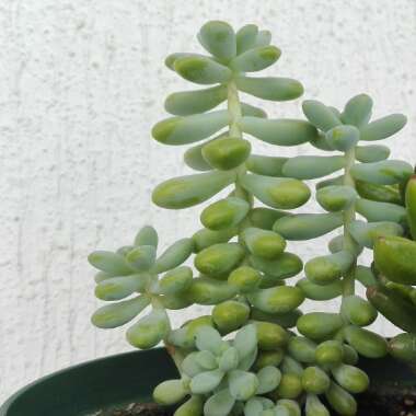 Sedum treleasei