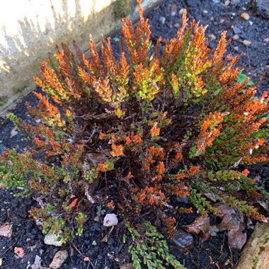 Common Heather 'Hilda'