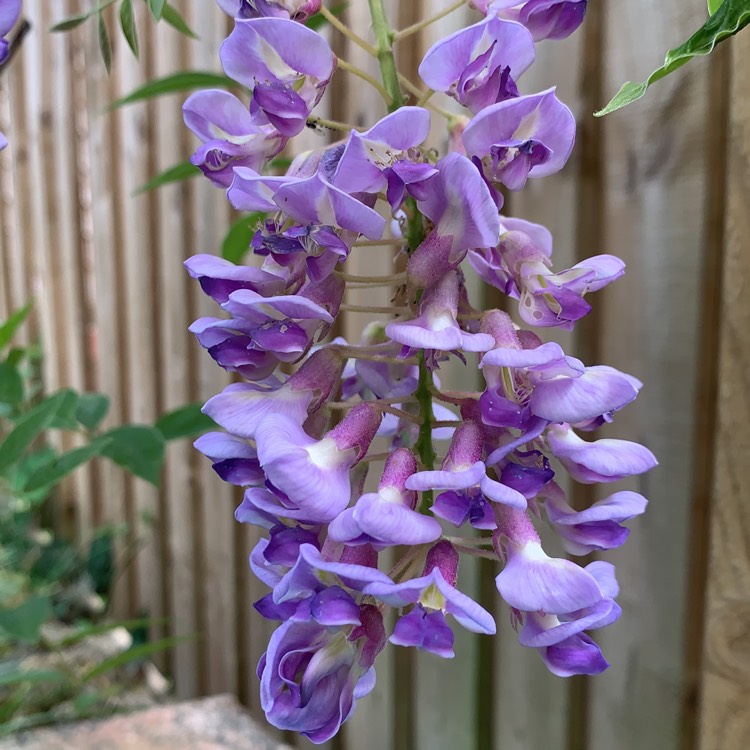 Plant image Wisteria frutescens var. macrostachya 'Blue Moon'