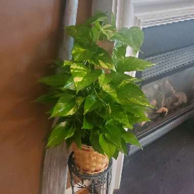 Epipremnum aureum (Devil's Ivy)