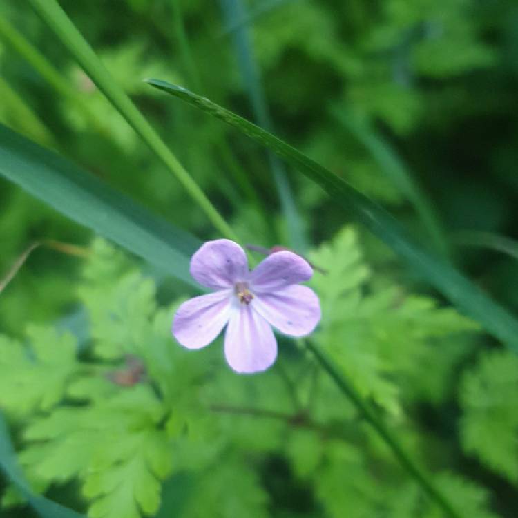 Plant image Geranium robertianum