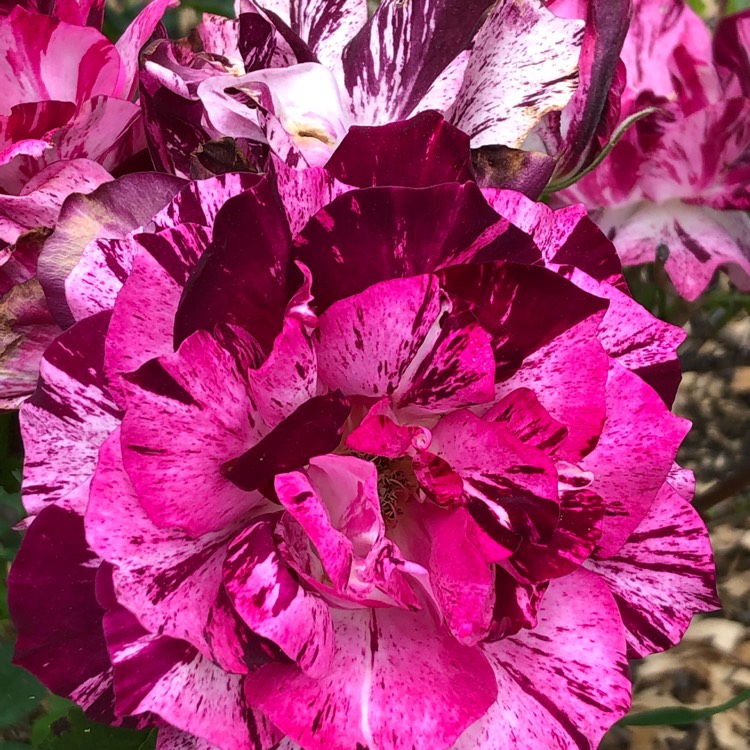 Plant image Rosa 'Jacpurr' (Purple Tiger)