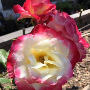 Rosa 'Double Delight'