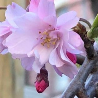 Plant image Prunus x subhirtella 'Pendula Rosea'