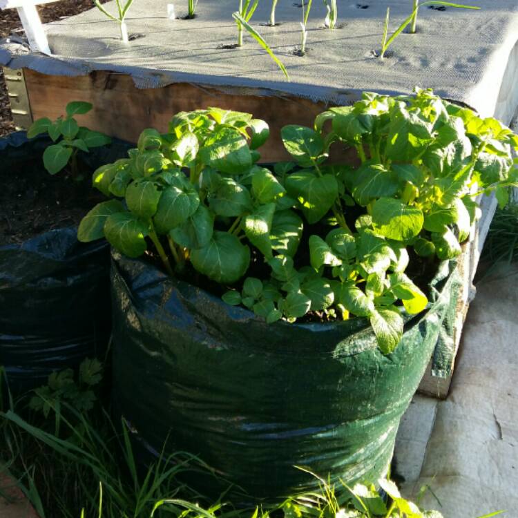 Plant image Solanum tuberosum 'Nicola'