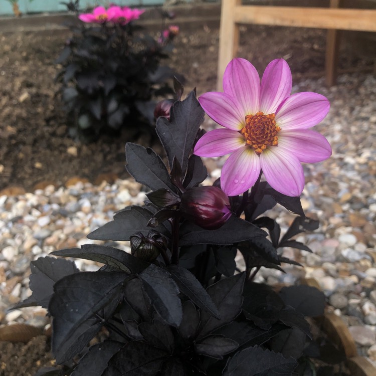 Plant image Dahlia merckii