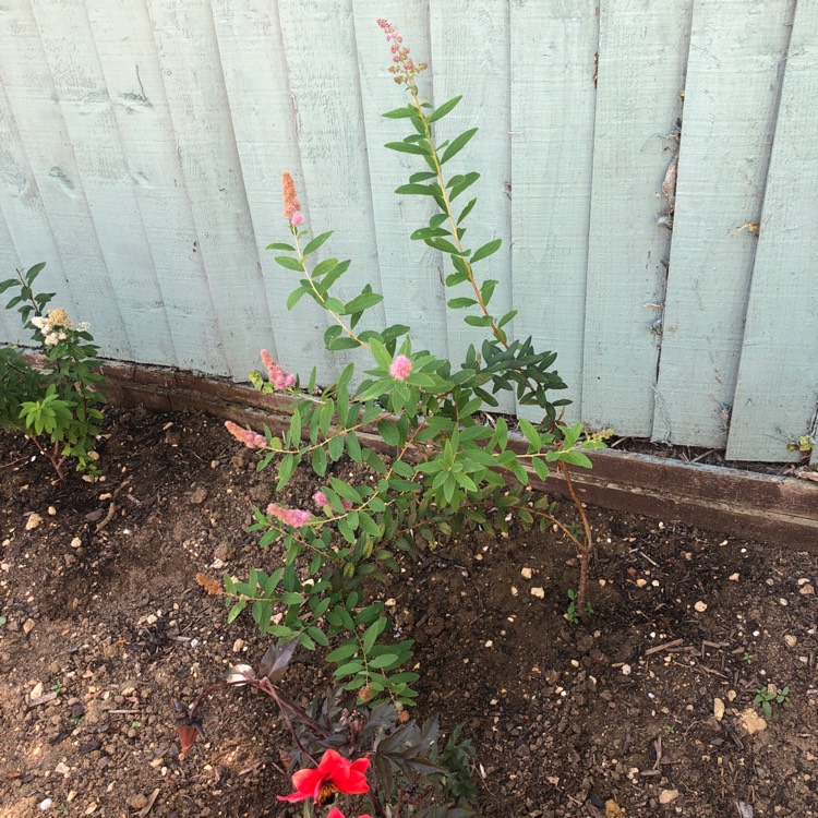 Plant image Buddleja davidii 'Monum' syn. Buddleja davidii 'Nanho Purple'