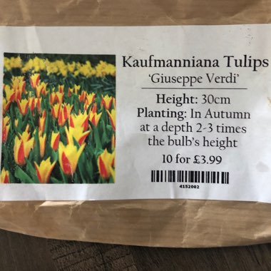 Tulip 'Giuseppe Verdi' (Kaufmanniana)