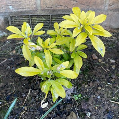 Golden Mexican Orange Blossom 'Sundance'