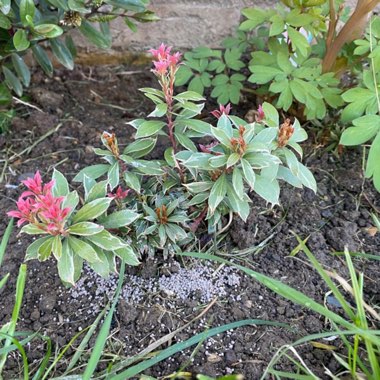 Pieris 'Little Heath'