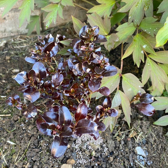 Plant image Coprosma 'Pacific Night'