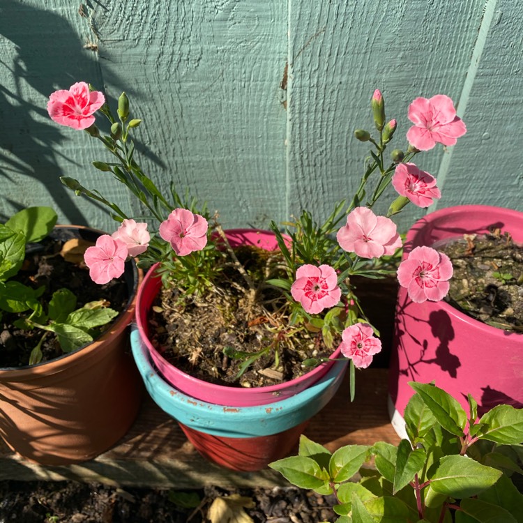 Plant image Dianthus 'Shirley Temple'