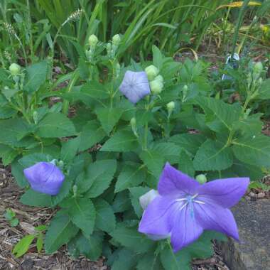 Balloon Flower 'Sentimental Blue'