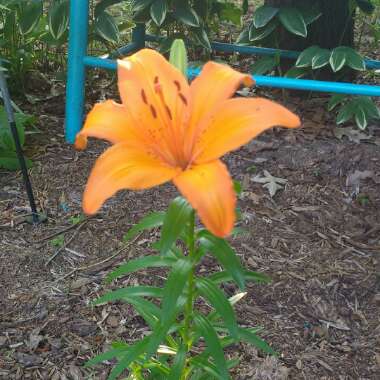 Lily 'Orange Pixie' (Asiatic)