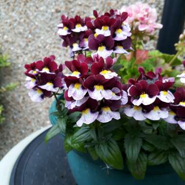 Nemesia 'Danish Flag'