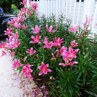 Lilium (Asiatic)