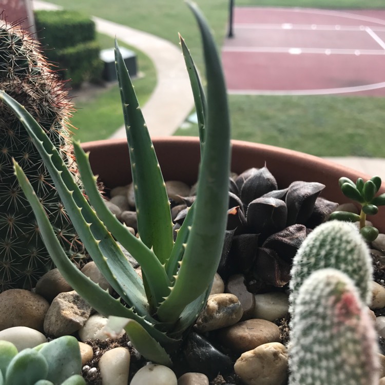 Plant image Aloe 'Blue Elf'