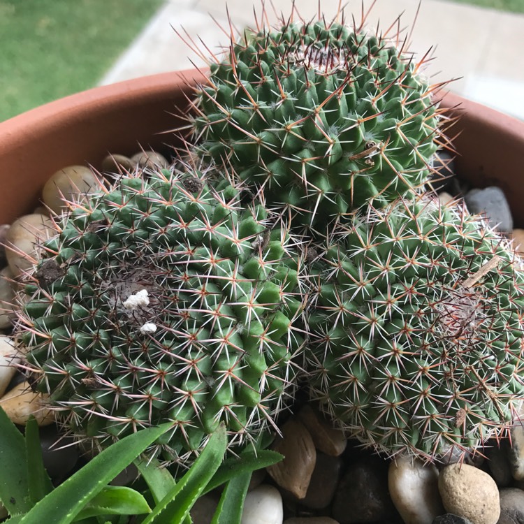 Plant image Mammillaria Mystax