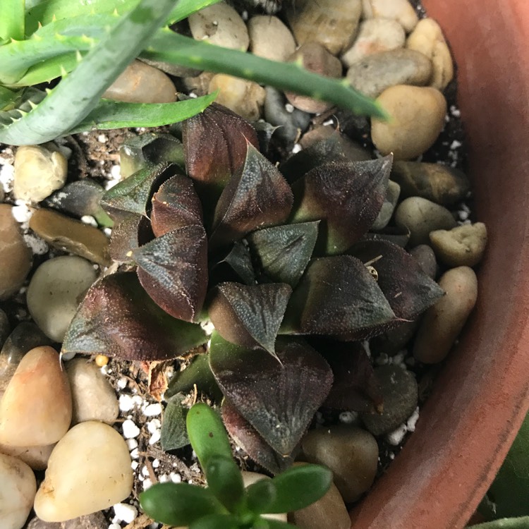 Plant image Haworthia hybrid cooperi var. venusta x 'Chocolate'