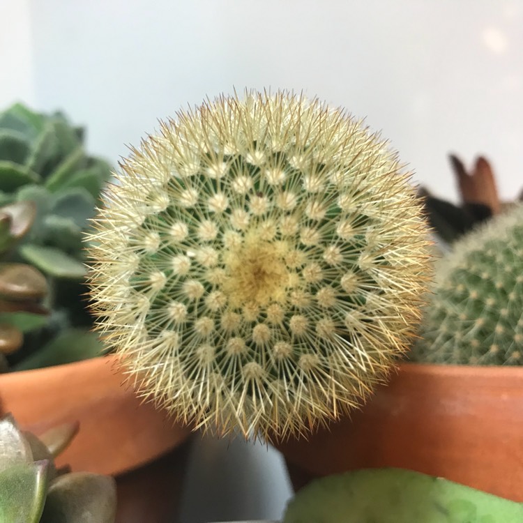 Plant image Mammillaria pilcayensis