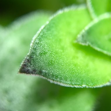 Crassula exilis subsp. cooperi