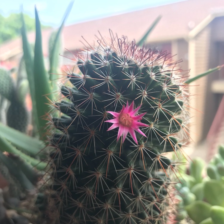 Plant image Mammillaria Mystax