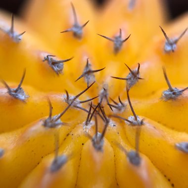 Moon Cactus (Graft)