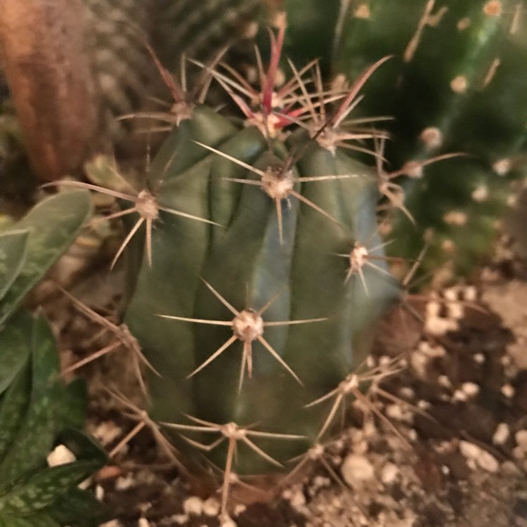 Plant image Ferocactus gracilis variegata