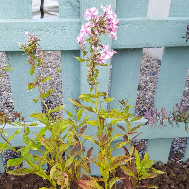 Plant image Phlox paniculata 'Utopia'