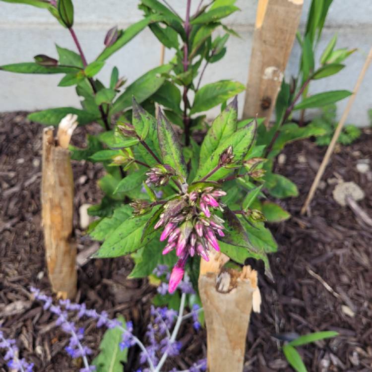 Plant image Phlox Paniculata 'Starfire'