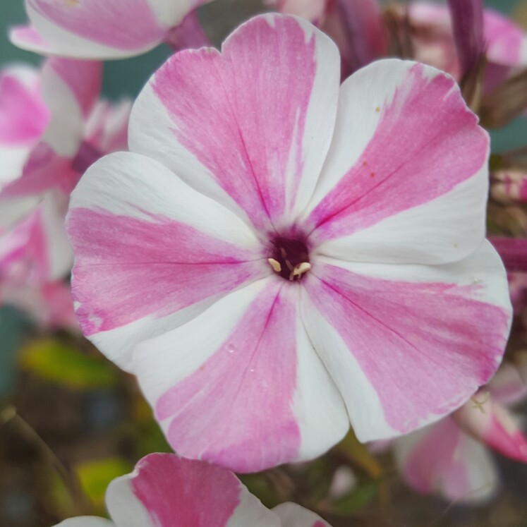 Plant image Phlox paniculata 'Utopia'