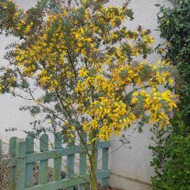 Acacia baileyana 'Songlines'