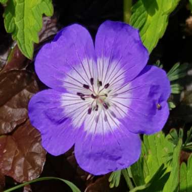 Geranium 'Gerwat' syn. Geranium 'Rozanne'