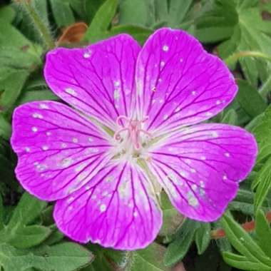 Geranium sanguineum 'Vision Violet' (Vision Series)