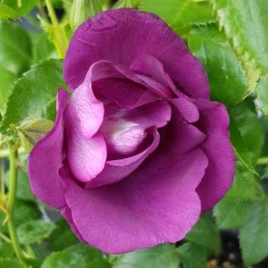 Rosa 'Frantasia' syn. Rosa 'Rhapsody in Blue'