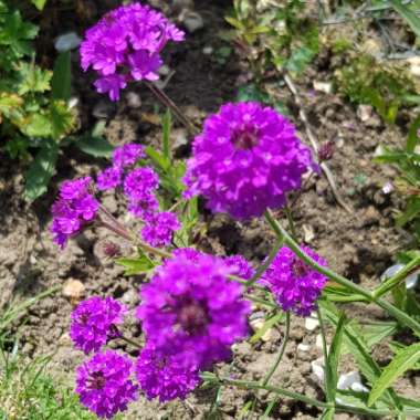 Verbena rigida syn. Verbena venosa